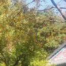정경