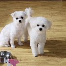 별이와콩이 이미지