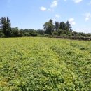 성읍초등학교 이미지