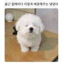 강아지 꼬순내 이미지