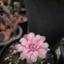 치선농장 이미지