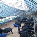 솔흑염소농장 이미지