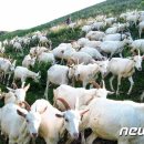 종성축산 이미지