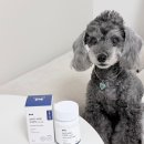 본아페티 | 강아지 항산화에 좋은 영양제, 본아페티 항산화케어 후기