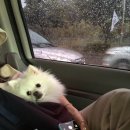 뭉치펫택시 이미지