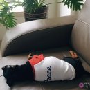 오구귀엽냥 이미지