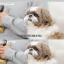 왕실동물병원 이미지