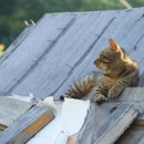 낭만고양이 이미지