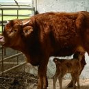 백령동물병원 이미지