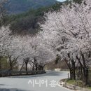 로얄장 | 예천 매봉 용문사 하늘자락공원 용문사