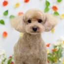 Grooming574 네이버블로그