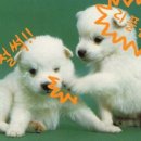 귀여운강아지 이미지