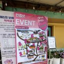 진도 가볼만한 곳 - 2026 진도 약사사 작약꽃축제 후기