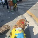 멍꾸 이미지