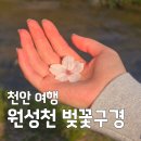 꽃비산책 | [천안여행 벚꽃구경] 햇살 아래 흩날리는 꽃비, 원성천 낮 산책 실시간 후기 (주차꿀팁)