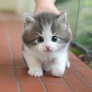 (주)정수사료 | 통영고양이무료분양 검증된 곳을 찾아서