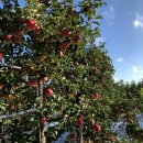 하은농원 이미지