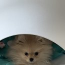 몽보드레 이미지