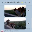 하늘푸드 Daum카페