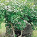 약나무마실 이미지