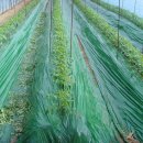 한마음토마토 이미지