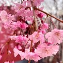 영산 연지못 | 경남 벚꽃 명소 창녕 연지못 수양벚꽃 영산만년교 데이트 4월 꽃구경