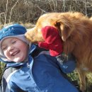 애견백과 - 노바 스코셔 덕 톨링 리트리버 (Nova Scotia Duck Tolling Retriever) 이미지