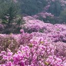 거제 대금산 진달래 축제 이미지