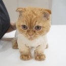 코냥코냥 이미지