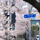 광주 동구 벚꽃명소 &#39;학동 홍림교(배고픈 다리)&#39; - 개화상태, 추천 사진스팟
