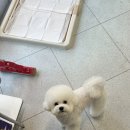 햇살애견미용실 이미지