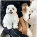 맘바이 루프탑 테라스 강아지 애견호텔 애견유치원 | [부산 애견호텔] 맘바이 루프탑 테라스 강아지 애견호텔애견유치원애견미용