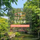 수원 등나무꽃 명소 지브리 느낌 빨간다리 삼풍가든 5월 말