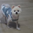 제이 애견 미용 이미지