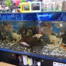 대청애견수족관 이미지