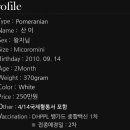 도그온리 이미지