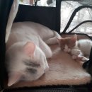 두리애견용품 이미지