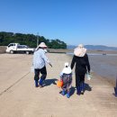 왕산어촌체험휴양마을 | 서산 왕산어촌체험휴양마을, 주말 가족 갯벌체험으로 웃음꽃 가득! 바지락캐기 체험 인기