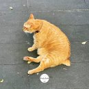 하늘궁 네오호텔 | 🇹🇼 대만 타이베이 여행 :: 단수이 홍마오청 진리대학 소백궁 포토스팟, 가는길, 입장료