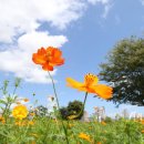 코스모스메디칼 이미지