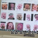루피가 대체 무슨 잘못을 했을까? 루피짤의 진실 이미지