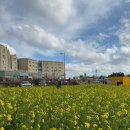 성산리 | [제주] 겨울에도 유채꽃이 만개한 제주 유채꽃 명소, 성산리 일출봉유채밭