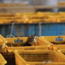 남해군 수협회센타횟집 이미지