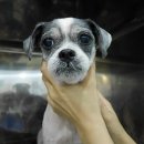 아랑동물병원 이미지