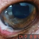Dr. 주 동물병원 | 강동구동물병원 강아지 안충 Dr.주 동물병원