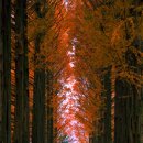 남이섬힐링캠핑장 | 가평 남이섬 오토캠핑장 — 서울 근교 감성 캠핑의 완성