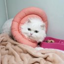 연향동물병원 | 고양이 요도폐색증 급성신부전 증상 및 카테터시술 후기 \ 연향동물병원 고양이카테터 고양이요도카테터