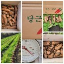 노지감귤.타이벡귤.노지황금향.홍매향.구좌당근.레드키위.콜라비.비트.적채.브로콜리 이미지