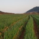 안씨농장 이미지