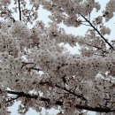 벚꽃 cherry tree 이미지